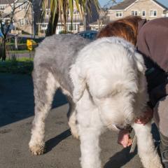 2008, Boris, Dogs _AS01776