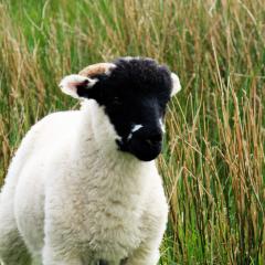 Haworth, Walk