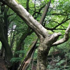 Hebden Bridge, Hedben Dale, Pecket Well, Walk