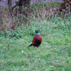 Home, Pheasant ORG_RX_00284