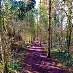Home, Pocklington, Primrose Wood