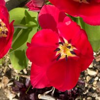 Garden, Home, Spring